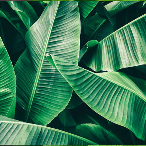 Banana leaf