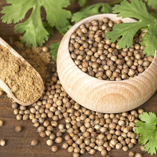 Coriander